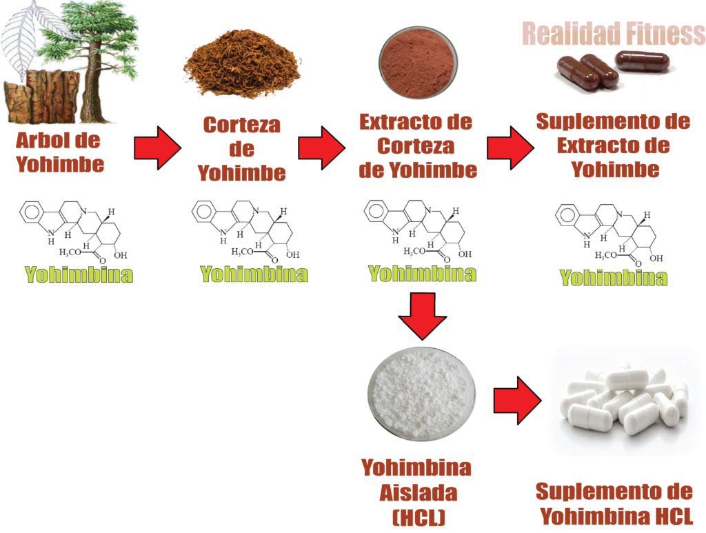 Extracto de Yohimbe y yohimbina Realidad Fitness