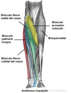 Anatomia del antebrazo adelante