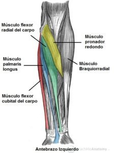 Anatomia del antebrazo adelante 2