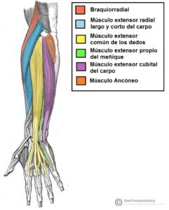 Anatomia del antebrazo parte detras