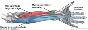 Musculos del antebrazo y mano