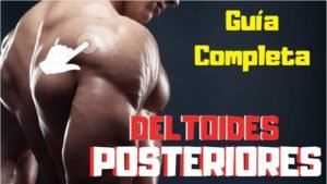 Deltoides posteriores