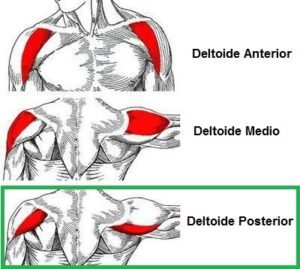 Deltoides posteriores