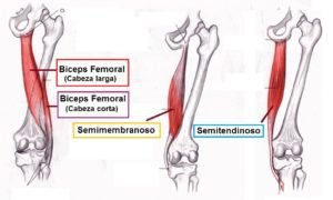 Isquiotibiales anatomia insersiones