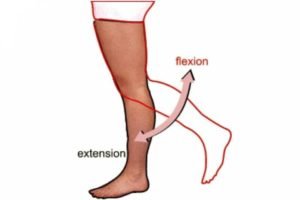 isquiotibiales funciones