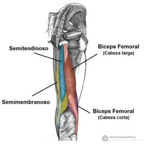 Anatomia del Femoral