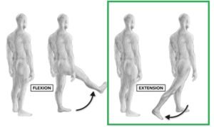 Extension de cadera femoral