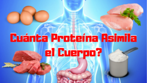 cuanta proteina asimila el cuerpo