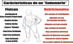 endomorfo caracteristicas ai