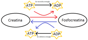 para que sirve la creatina