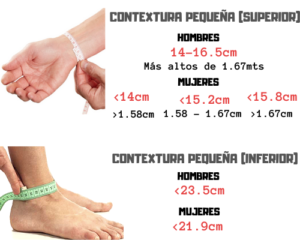 ectomorfo estructura osea delgada