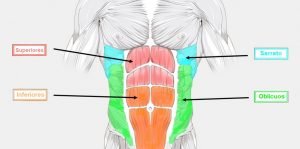 partes de los abdominales